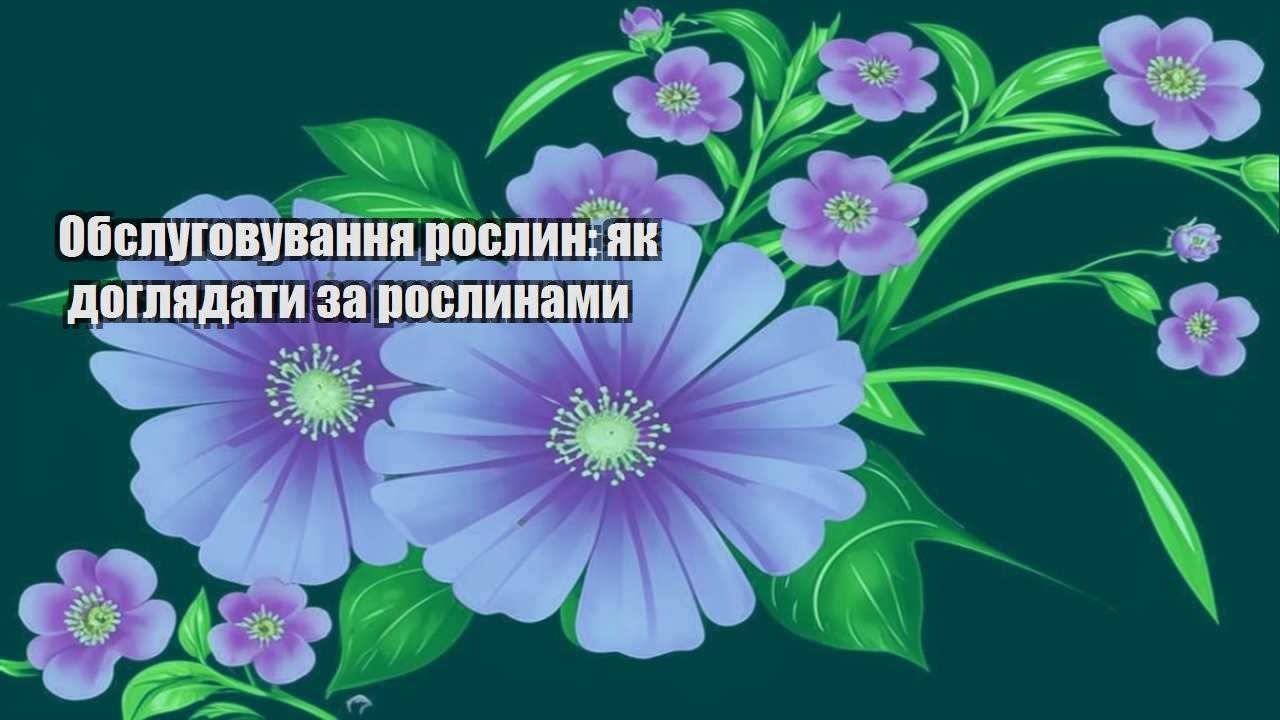 Детальніше про статтю Обслуговування рослин: як доглядати за рослинами