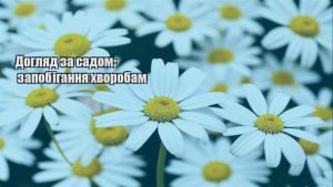 Детальніше про статтю Догляд за садом: запобігання хворобам