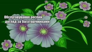 Детальніше про статтю Обслуговування рослин: догляд за багаторічниками