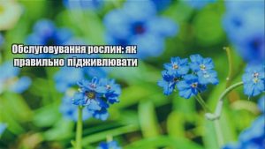 Детальніше про статтю Обслуговування рослин: як правильно підживлювати