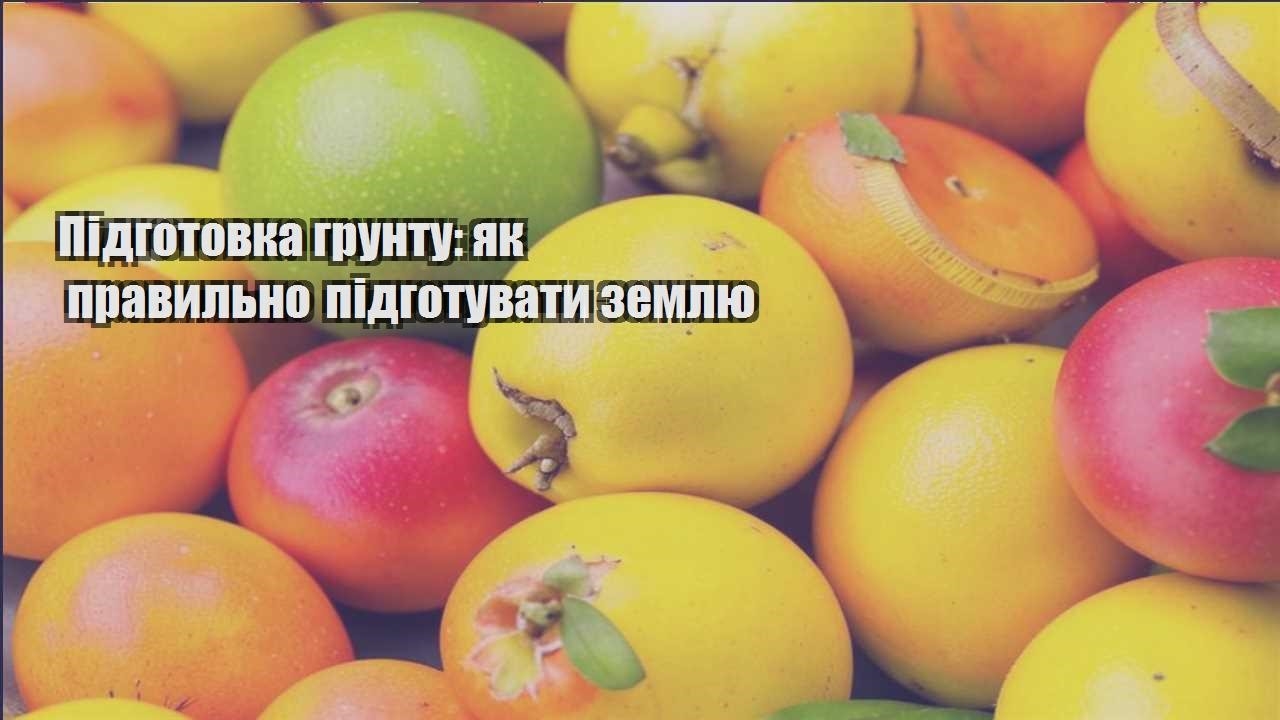 Детальніше про статтю Підготовка грунту: як правильно підготувати землю