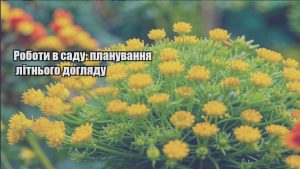 Детальніше про статтю Роботи в саду: планування літнього догляду