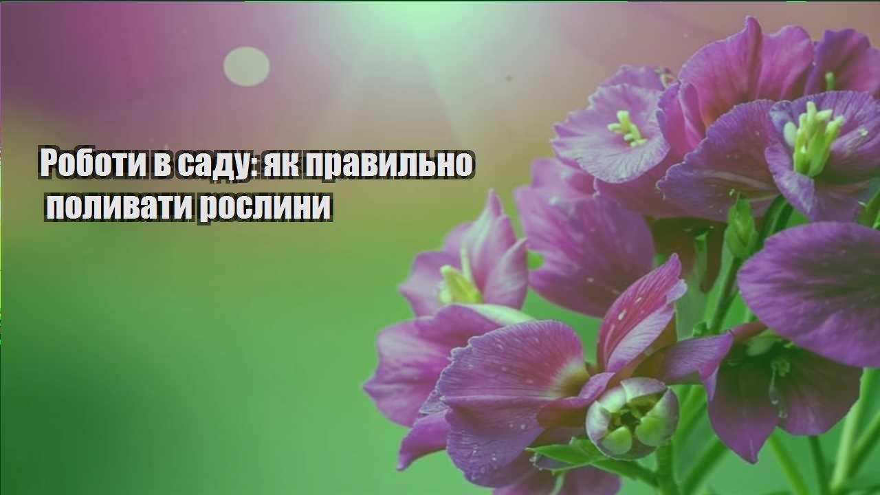 Детальніше про статтю Роботи в саду: як правильно поливати рослини