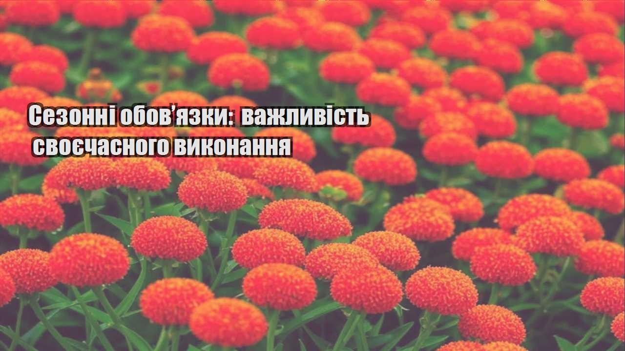 Детальніше про статтю Сезонні обов’язки: важливість своєчасного виконання