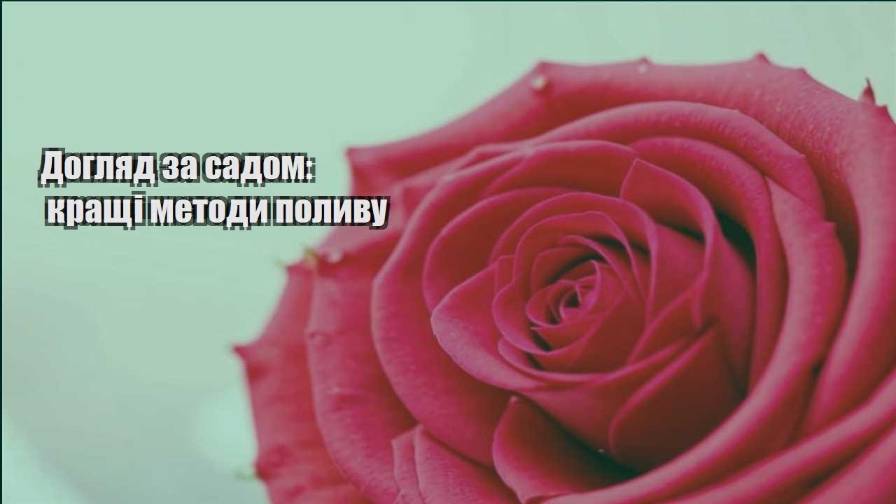 Детальніше про статтю Догляд за садом: кращі методи поливу