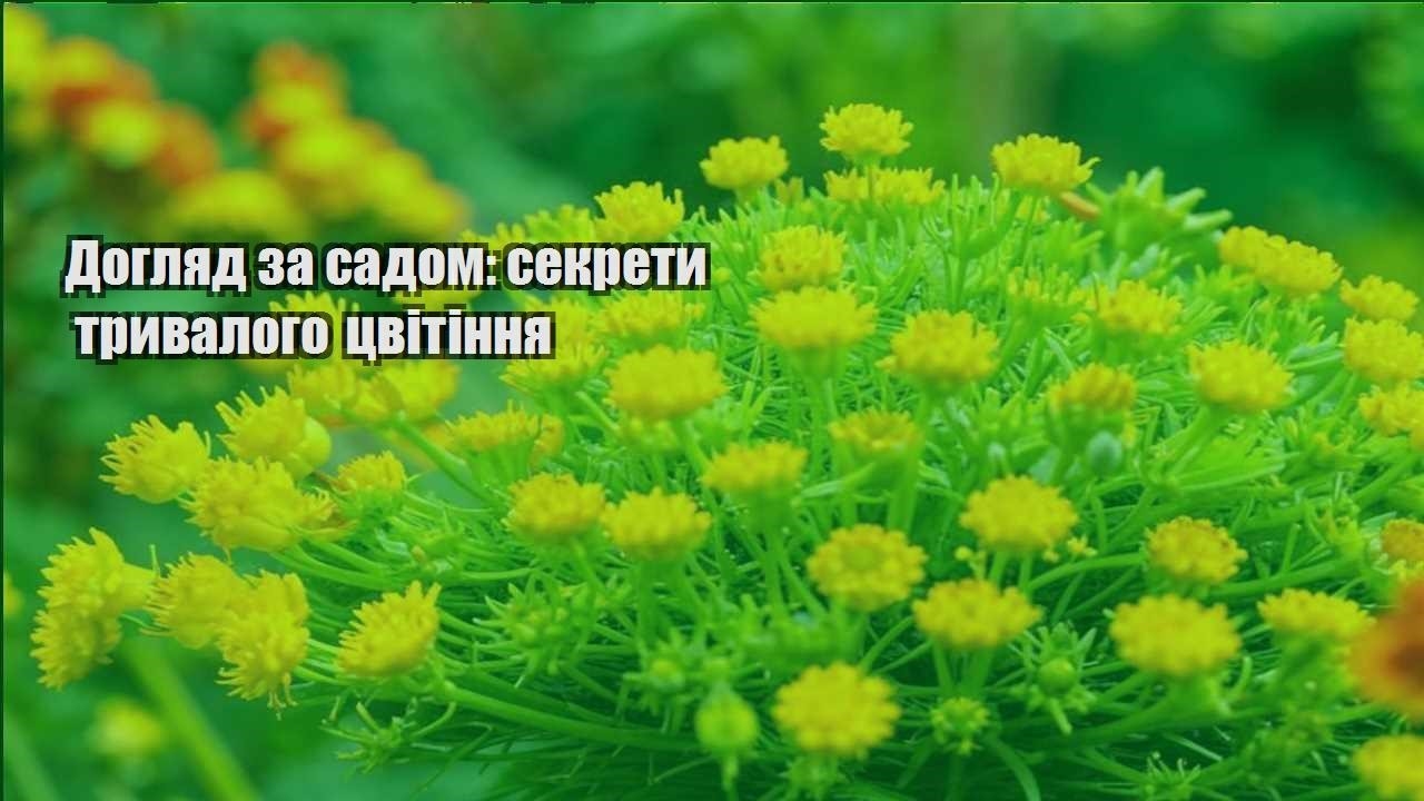 Детальніше про статтю Догляд за садом: секрети тривалого цвітіння