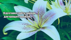 Детальніше про статтю Підготовка грунту: поради для кращого врожаю