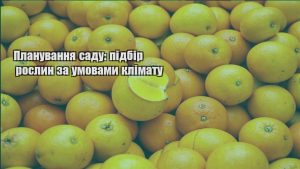 Детальніше про статтю Планування саду: підбір рослин за умовами клімату