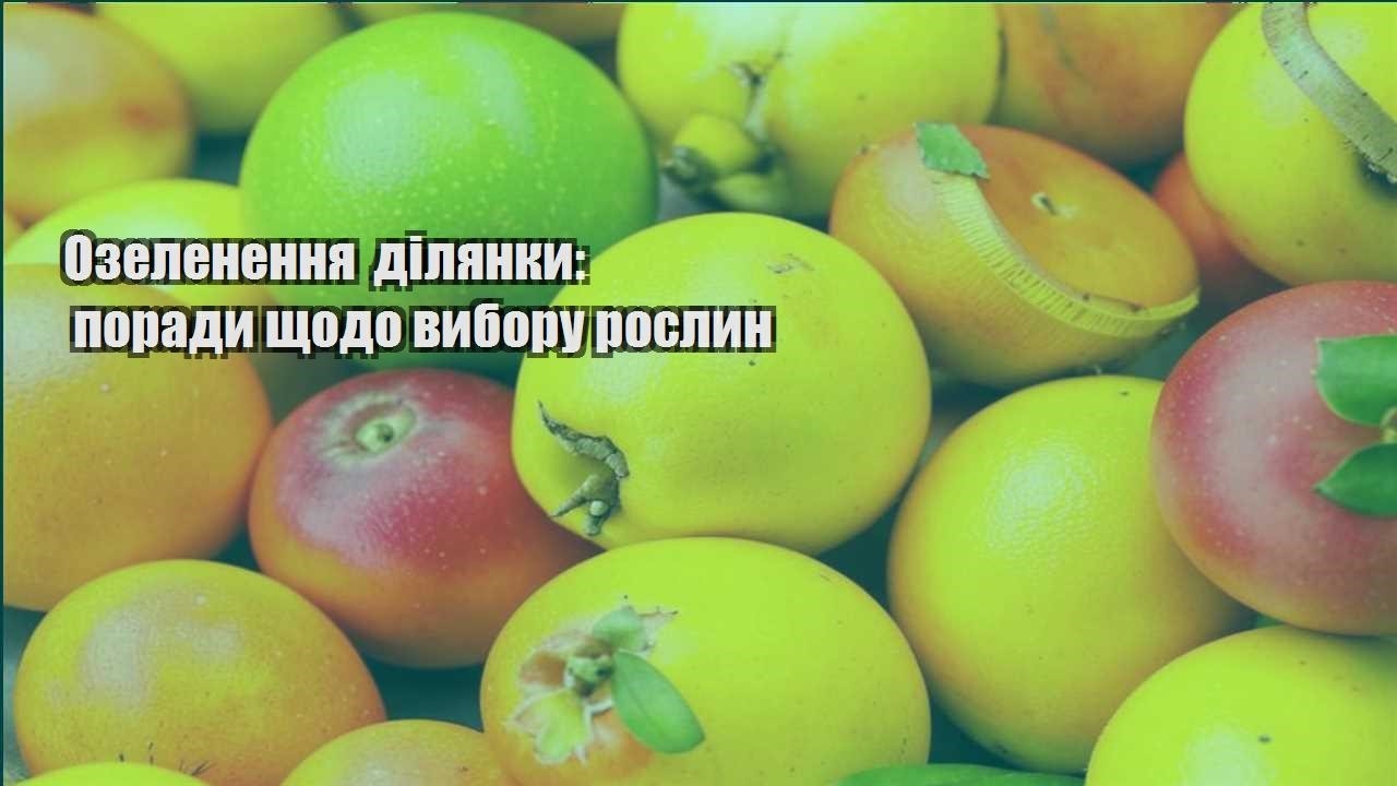 Ви зараз переглядаєте Озеленення ділянки: поради щодо вибору рослин