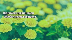 Детальніше про статтю Підготовка грунту: етапи обробки перед посадкою