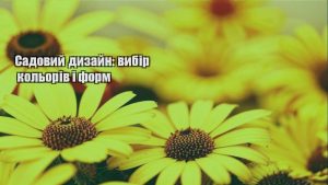 Детальніше про статтю Садовий дизайн: вибір кольорів і форм