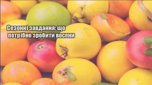 Детальніше про статтю Сезонні завдання: що потрібно зробити восени