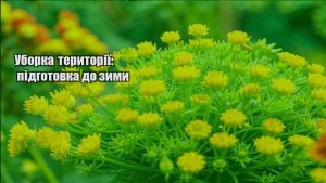 Детальніше про статтю Уборка території: підготовка до зими