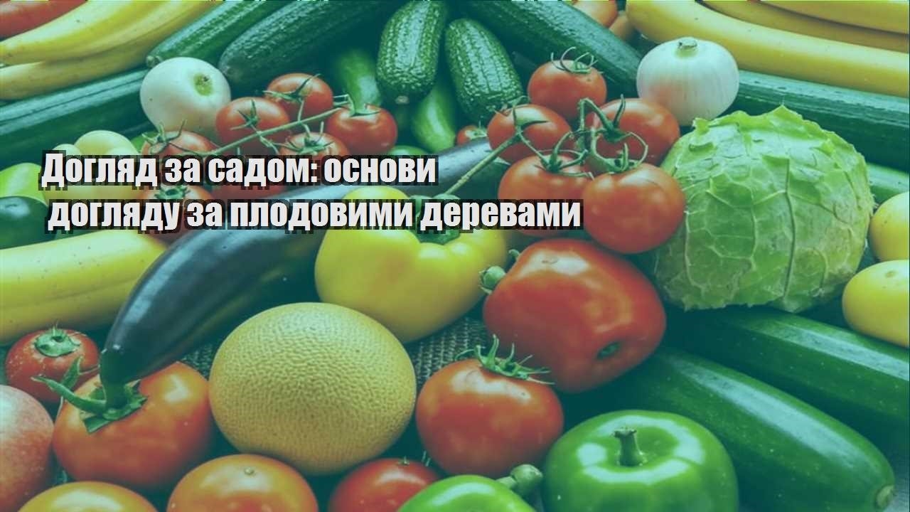 Ви зараз переглядаєте Догляд за садом: основи догляду за плодовими деревами