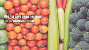 Детальніше про статтю Обслуговування рослин: роль підживлення