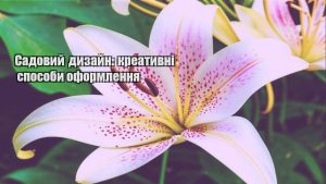 Детальніше про статтю Садовий дизайн: креативні способи оформлення