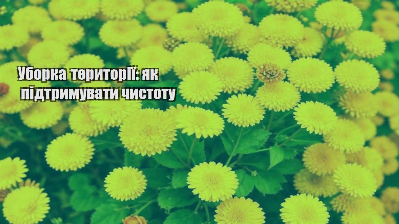 Ви зараз переглядаєте Уборка території: як підтримувати чистоту