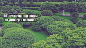 Детальніше про статтю Обслуговування рослин: як уникнути помилок