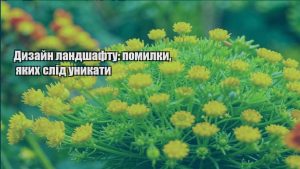 Детальніше про статтю Дизайн ландшафту: помилки, яких слід уникати