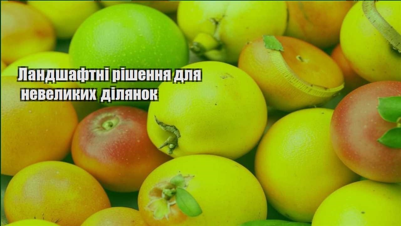 Ви зараз переглядаєте Ландшафтні рішення для невеликих ділянок