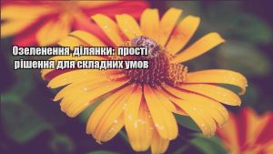 Детальніше про статтю Озеленення ділянки: прості рішення для складних умов