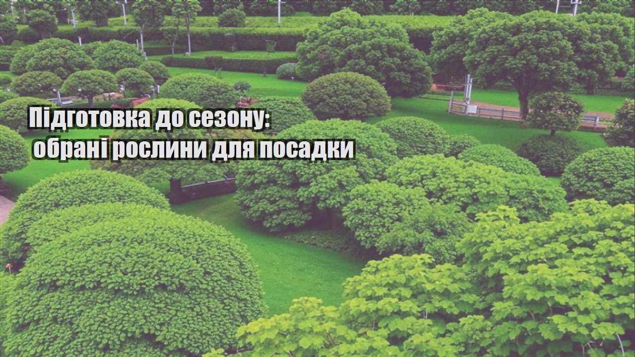 Детальніше про статтю Підготовка до сезону: обрані рослини для посадки