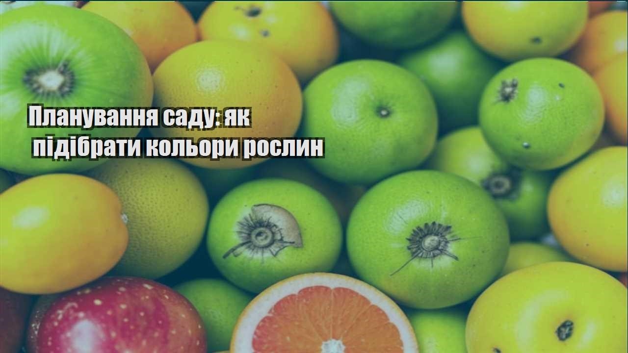 Детальніше про статтю Планування саду: як підібрати кольори рослин