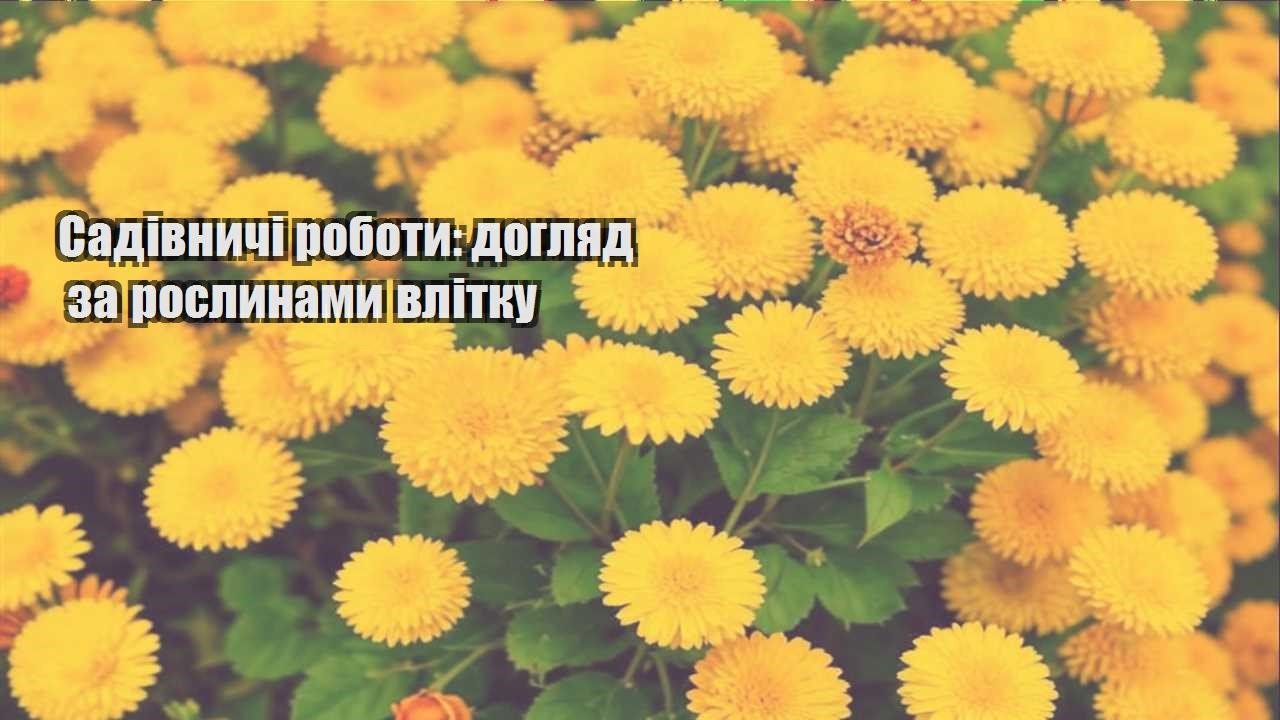 Детальніше про статтю Садівничі роботи: догляд за рослинами влітку