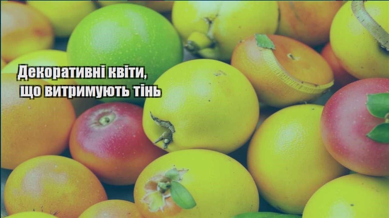 Детальніше про статтю Декоративні квіти, що витримують тінь
