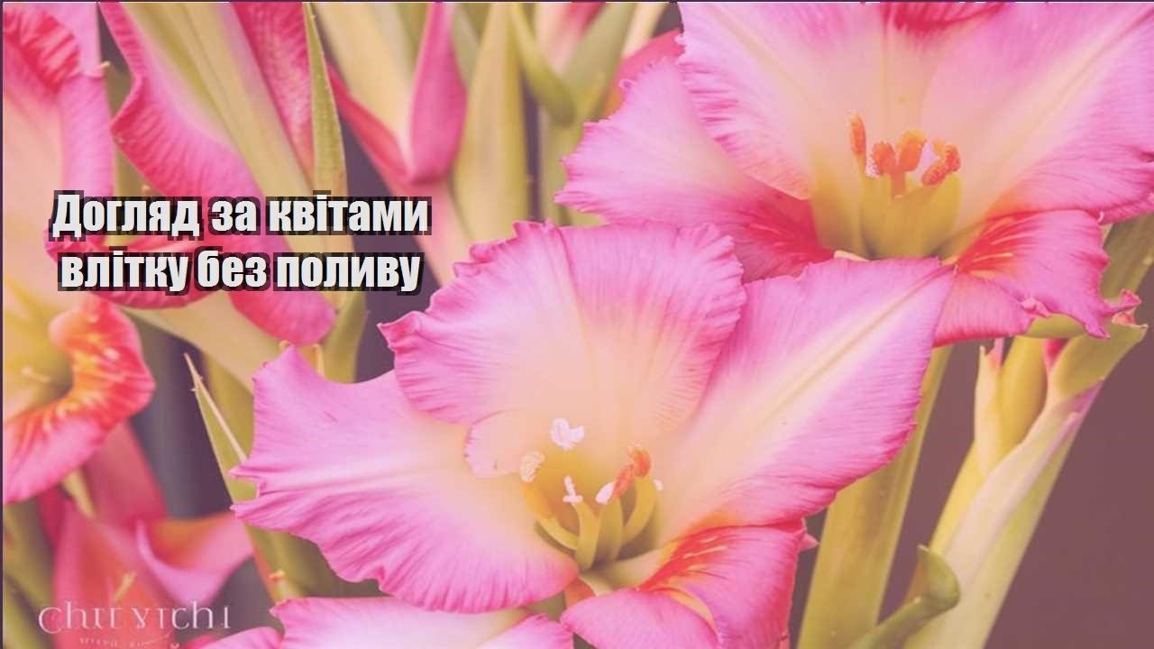 Детальніше про статтю Догляд за квітами влітку без поливу