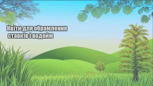Детальніше про статтю Квіти для обрамлення ставків і водойм