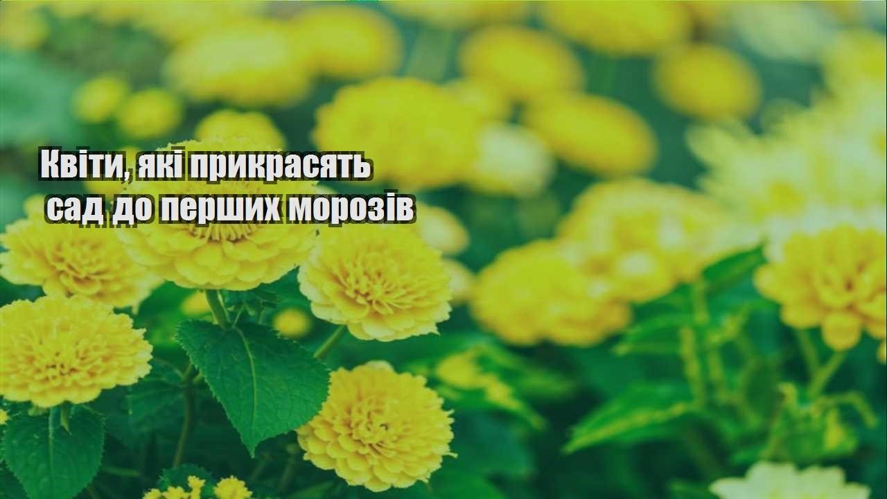 Детальніше про статтю Квіти, які прикрасять сад до перших морозів
