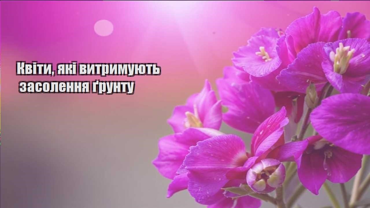 Детальніше про статтю Квіти, які витримують засолення ґрунту