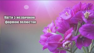 Детальніше про статтю Квіти з незвичною формою пелюсток