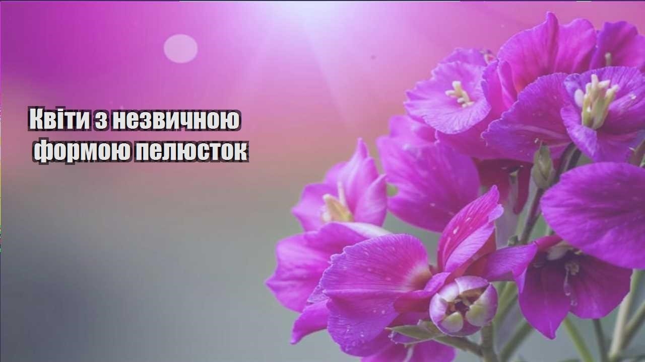 Детальніше про статтю Квіти з незвичною формою пелюсток