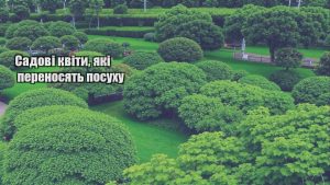 Детальніше про статтю Садові квіти, які переносять посуху