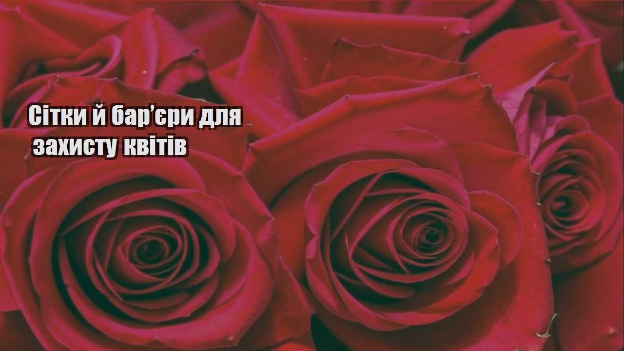 Детальніше про статтю Сітки й бар’єри для захисту квітів