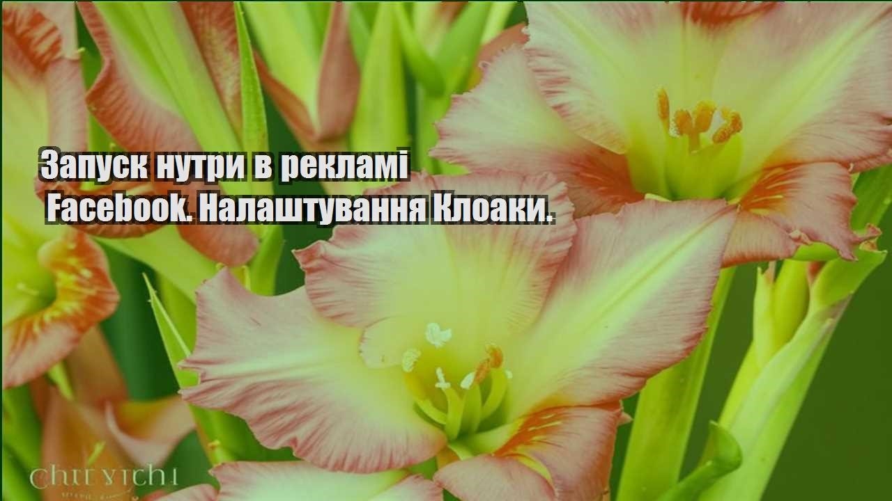 Детальніше про статтю Запуск нутри в рекламі Facebook. Налаштування Клоаки.