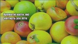 Детальніше про статтю Ароматні квіти, які квітнуть усе літо