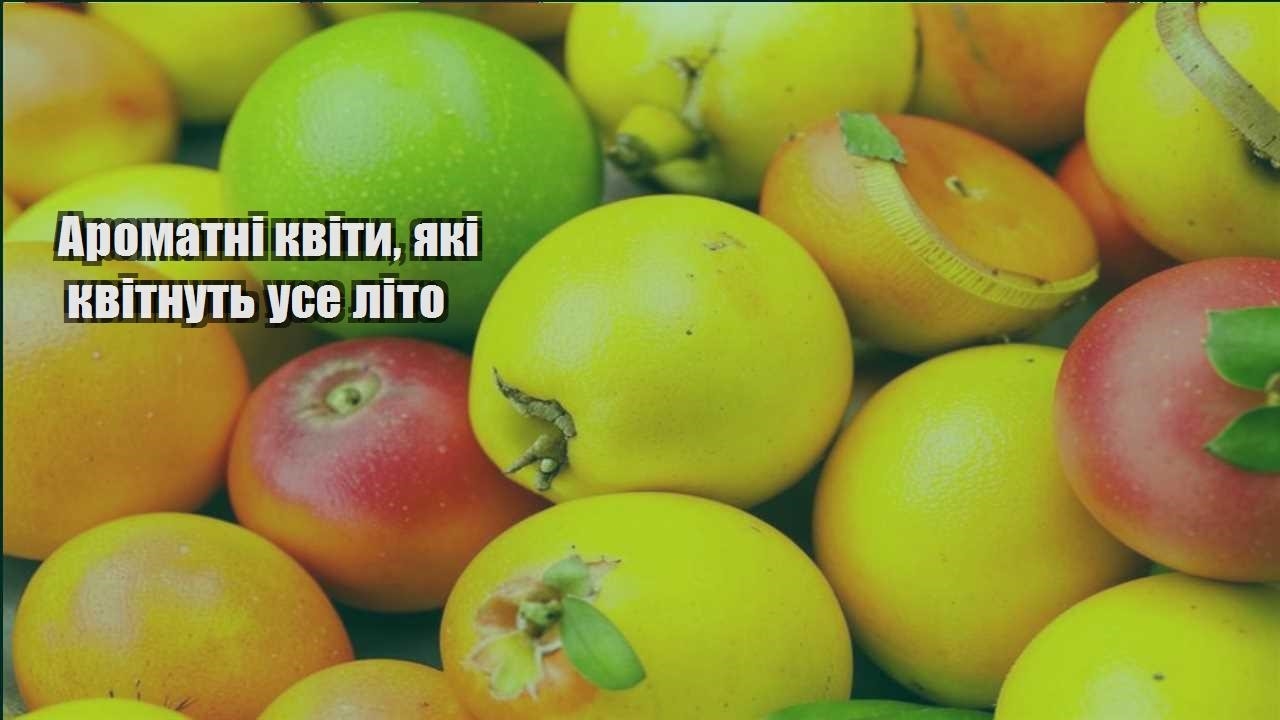 Детальніше про статтю Ароматні квіти, які квітнуть усе літо