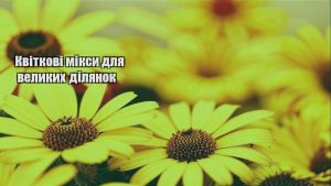 Детальніше про статтю Квіткові мікси для великих ділянок