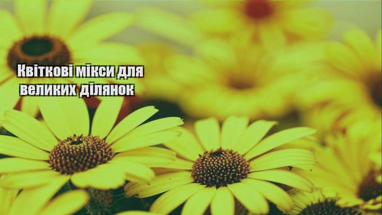 Детальніше про статтю Квіткові мікси для великих ділянок