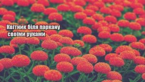 Детальніше про статтю Квітник біля паркану своїми руками