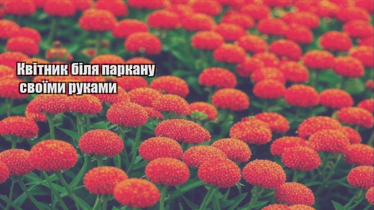Ви зараз переглядаєте Квітник біля паркану своїми руками