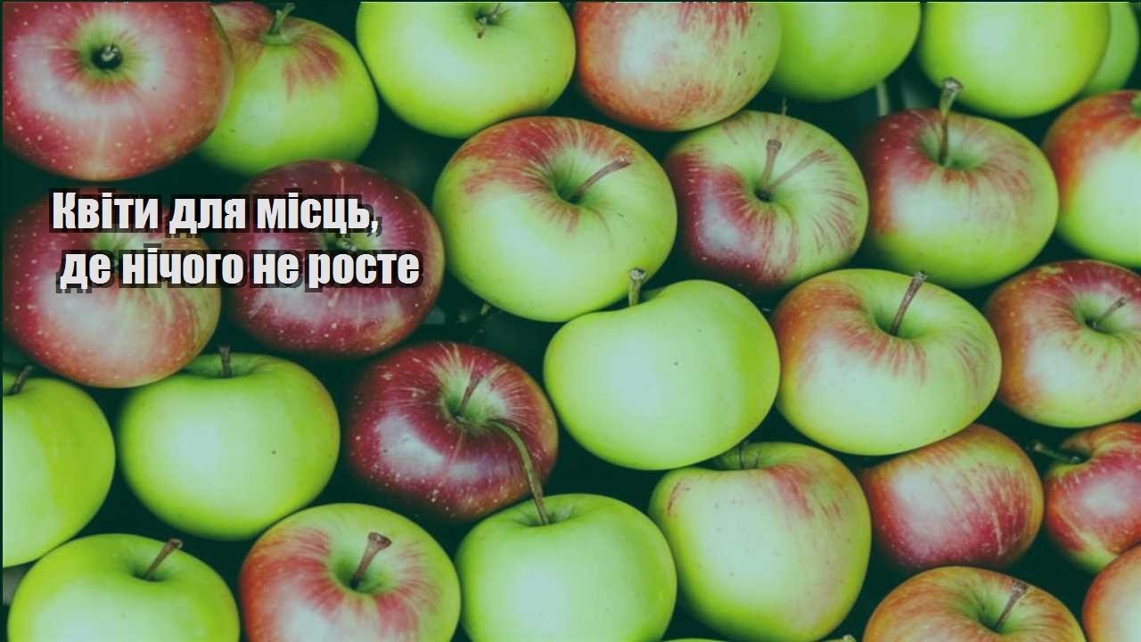 Ви зараз переглядаєте Квіти для місць, де нічого не росте