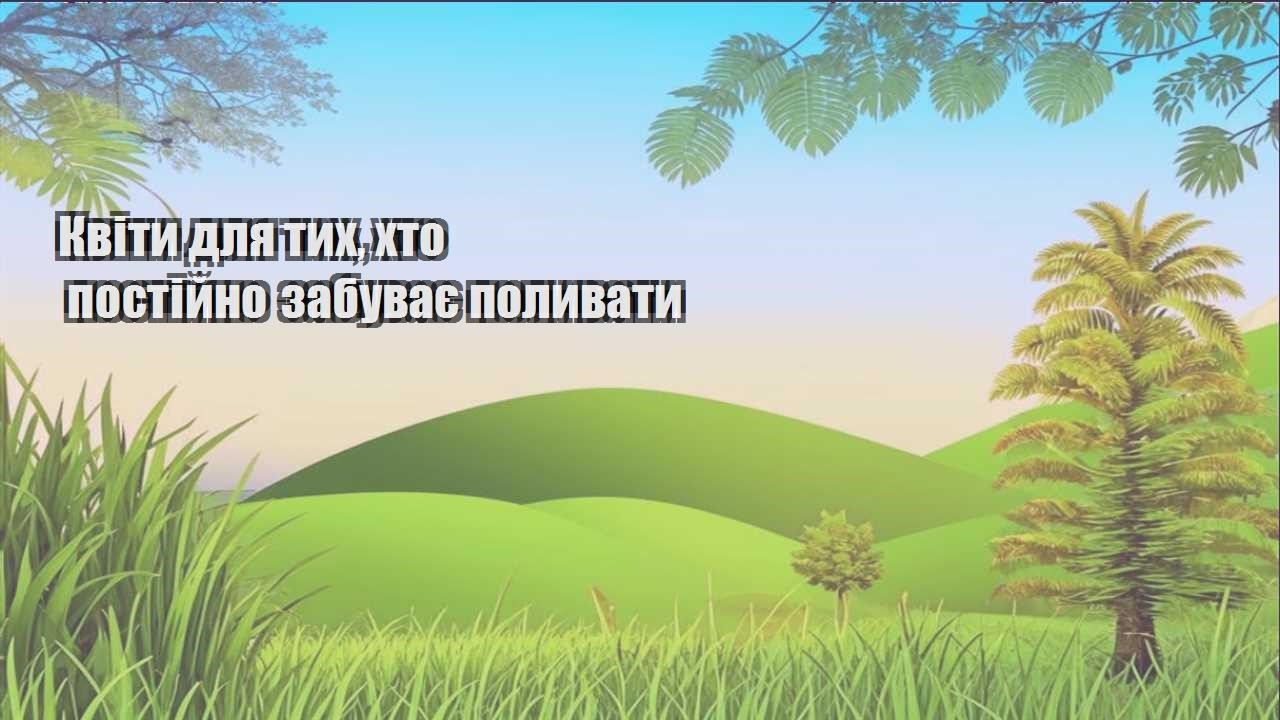 Ви зараз переглядаєте Квіти для тих, хто постійно забуває поливати