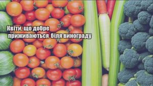 Детальніше про статтю Квіти, що добре приживаються біля винограду