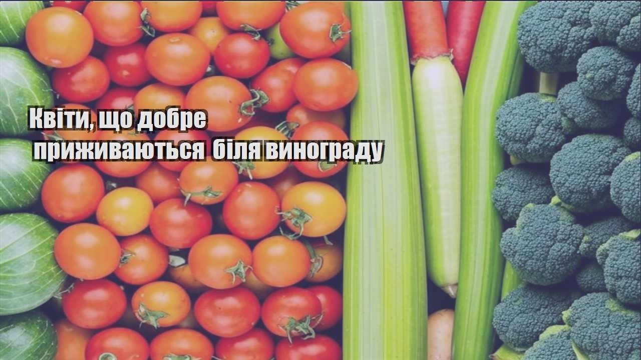 Детальніше про статтю Квіти, що добре приживаються біля винограду