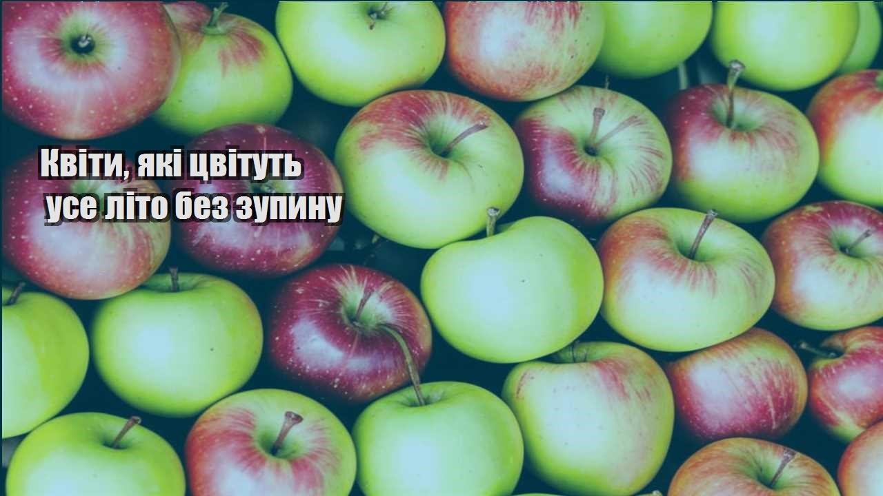 Детальніше про статтю Квіти, які цвітуть усе літо без зупину