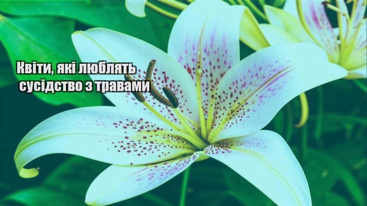 Детальніше про статтю Квіти, які люблять сусідство з травами